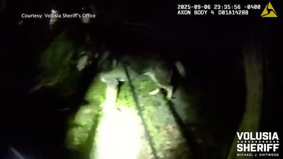 K-9 discovers bear while searching for suspect