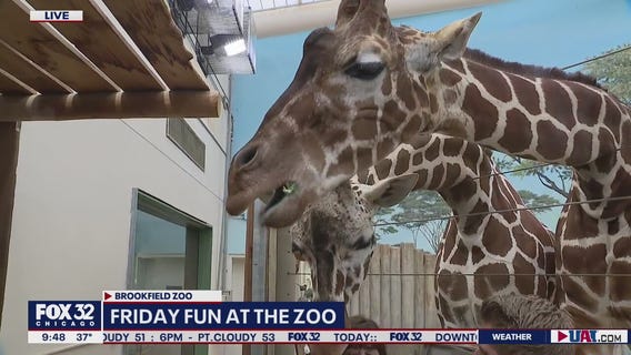 Giraffe exhibit showcases gentle giants at Brookfield Zoo