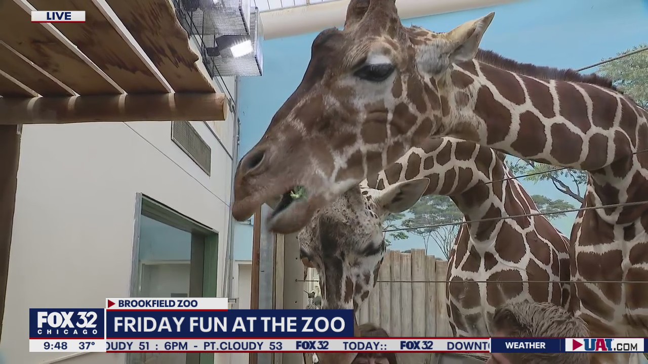 Giraffe exhibit showcases gentle giants at Brookfield Zoo