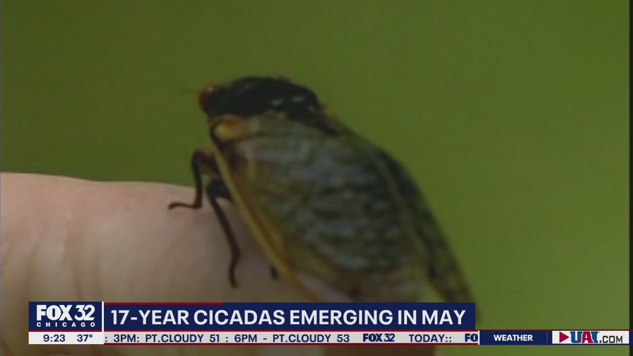 Cicadas to emerge this May after 17 years underground