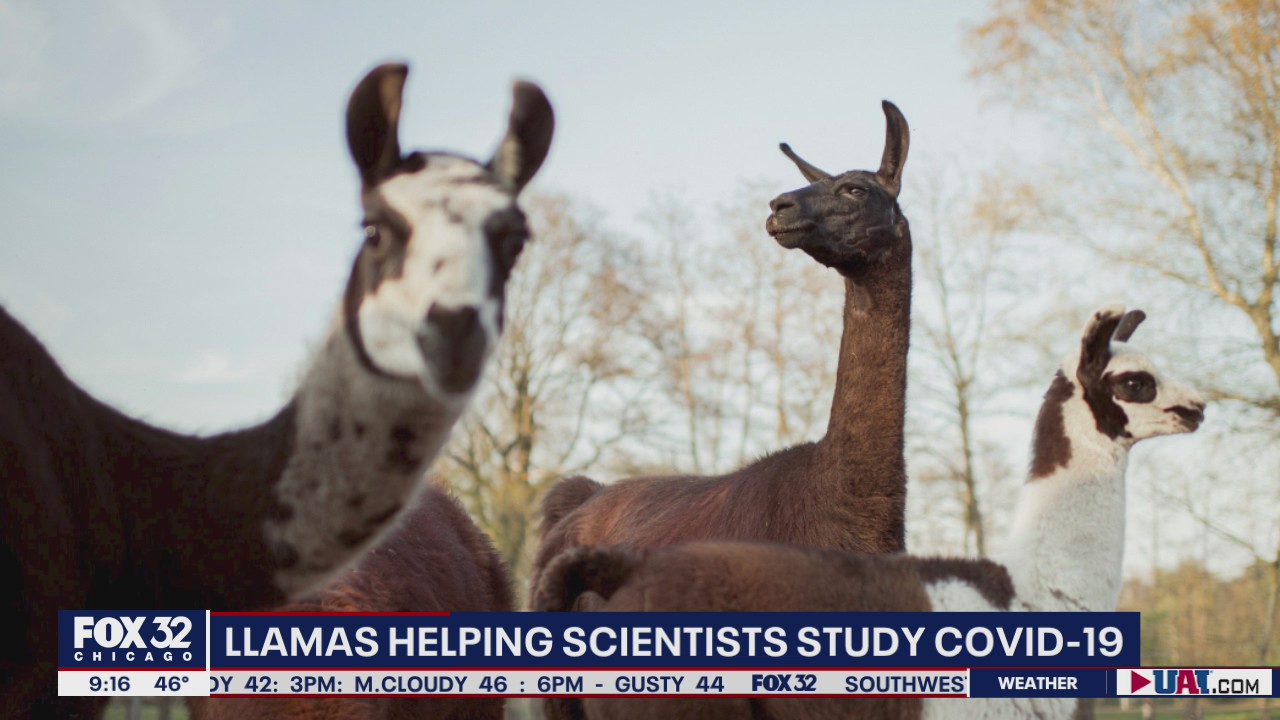 How llamas are helping scientists study COVID-19