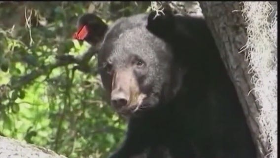 Applications for bear hunt open Friday