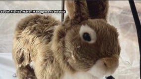 Fighting pythons with robotic rabbits