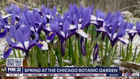 Chicago Botanic Garden welcomes spring after blustery winter