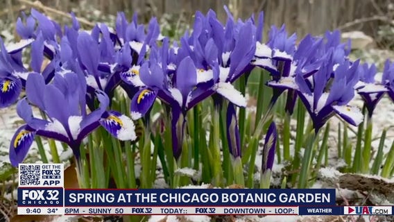 Chicago Botanic Garden welcomes spring after blustery winter