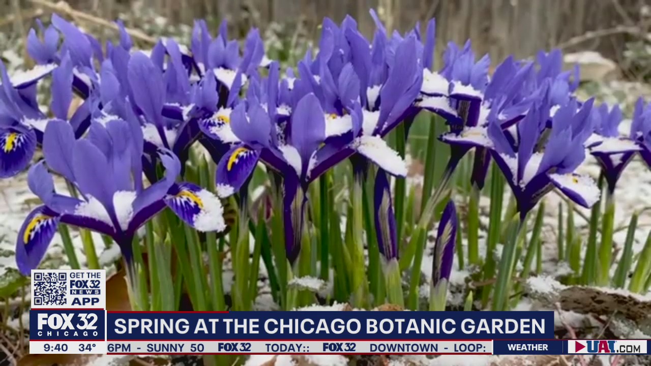 Chicago Botanic Garden welcomes spring after blustery winter