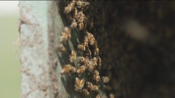 Tampa Bay bee farm buzzing with purpose