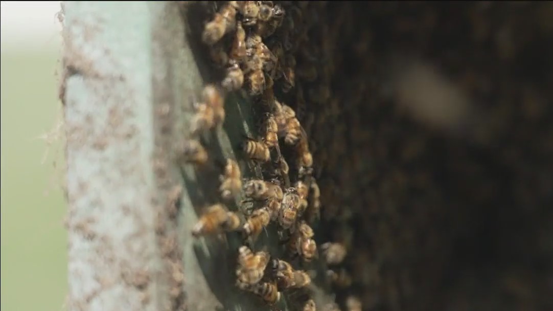 Tampa Bay bee farm buzzing with purpose
