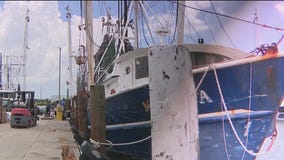 Diving into the Versaggi Shrimp Corporation