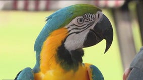 Free Flight Parrot Project