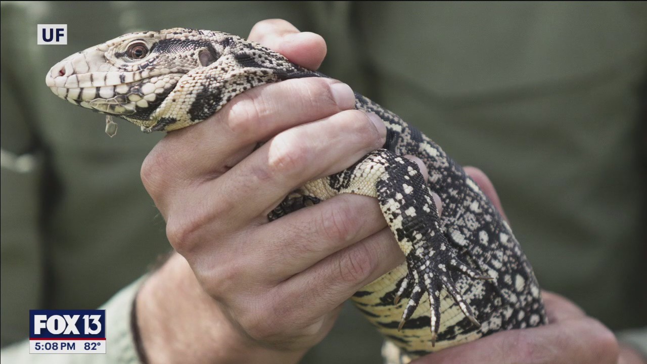 Tegu trap powered by artificial intelligence | FOX 13 Tampa Bay