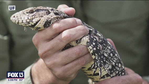 Tegu trap powered by artificial intelligence