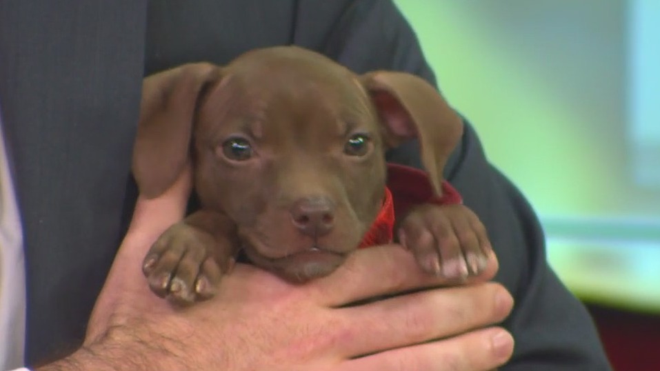 Pet of the Week: Meet Missy