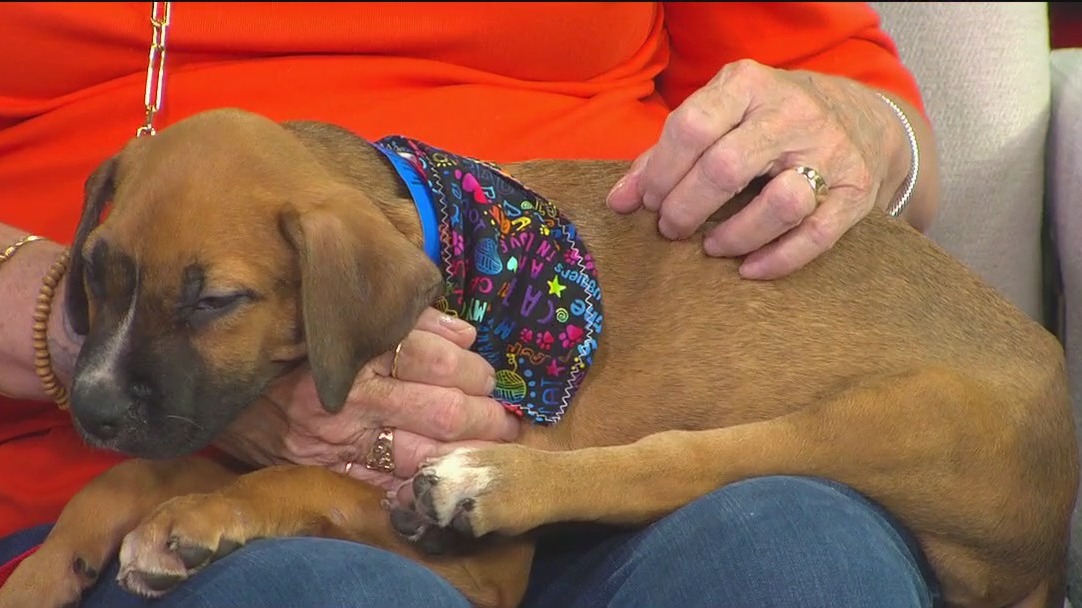 Meet Wilber, the FOX 13 Pet of the Week