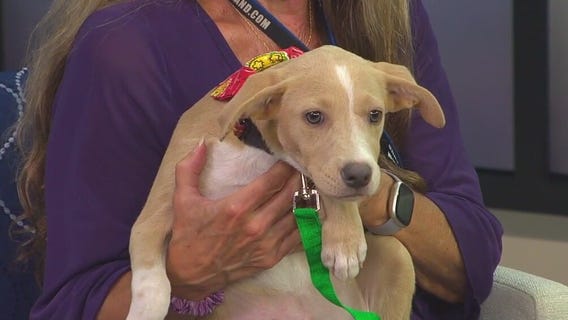 Meet Elsa, our FOX 13 Pet of the Week