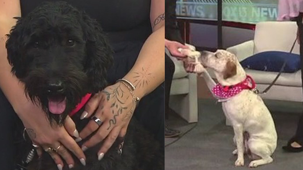 Let's find Angelina and Nova their forever homes