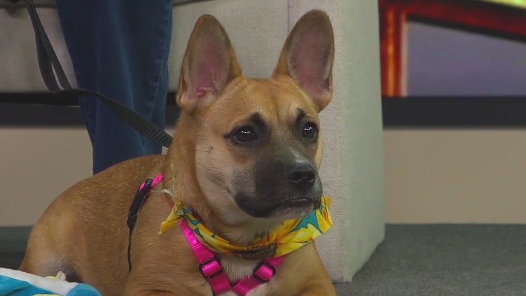 Pet of the Week: Meet Jinks