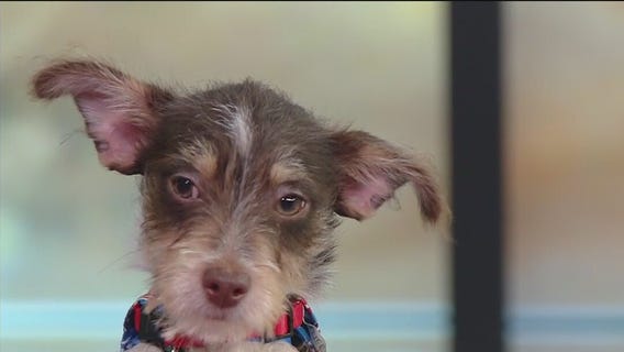 Meet Odin, our FOX 13 Pet of the Week