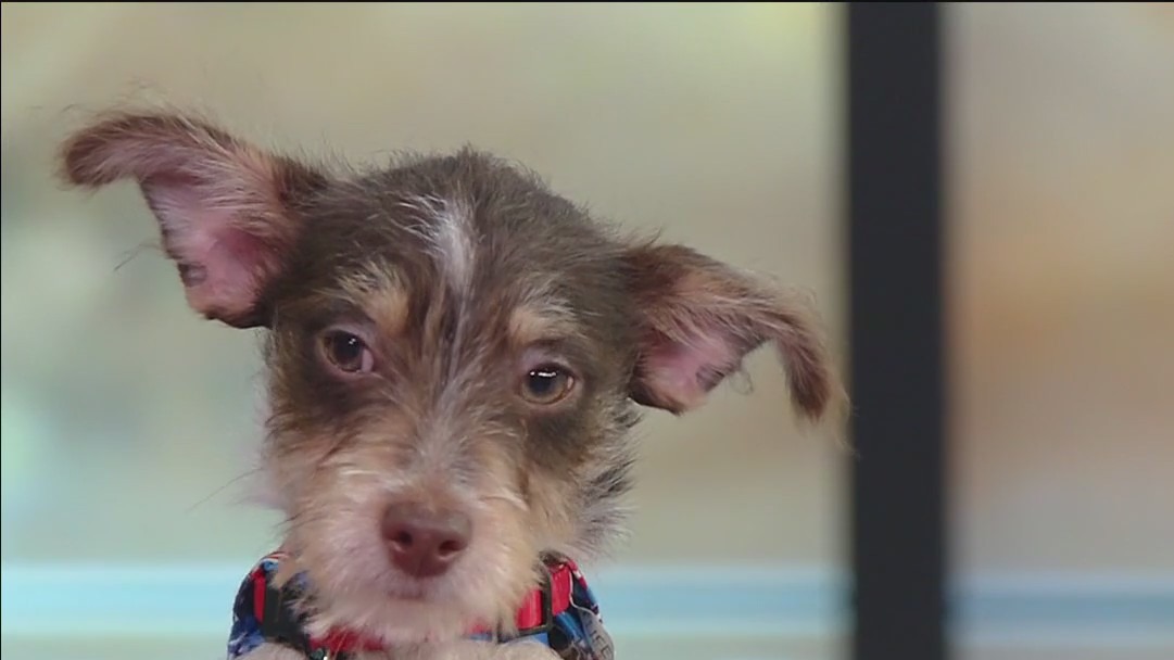 Meet Odin, our FOX 13 Pet of the Week
