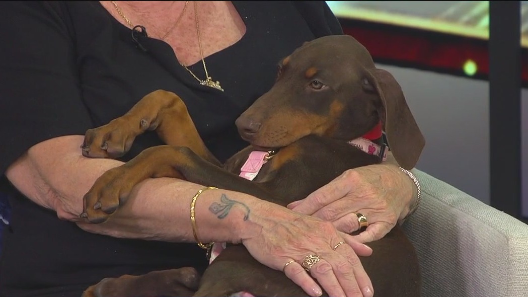 Meet Penny, our Pet of the Week