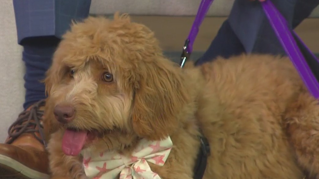 Pet of the Week: Meet Arlo