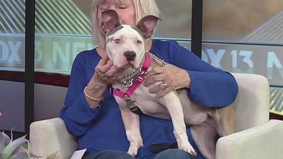 Meet Chloe, our FOX 13 Pet of the Week