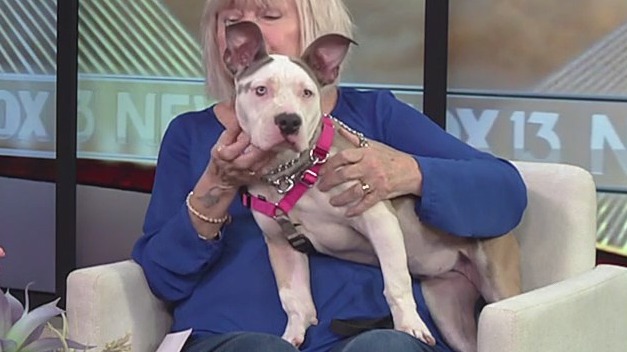 Meet Chloe, our FOX 13 Pet of the Week