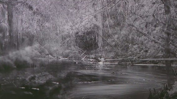 Using photography and sounds, artist hopes to capture the energy of Florida swamps