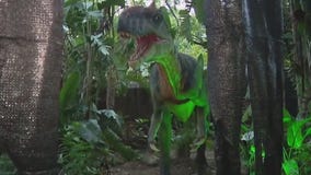 Charley's World | Creatures of the Night