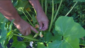 Yellow squash and zucchini sprout in garden