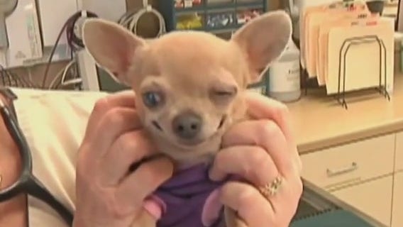 Ways to save money on your pets