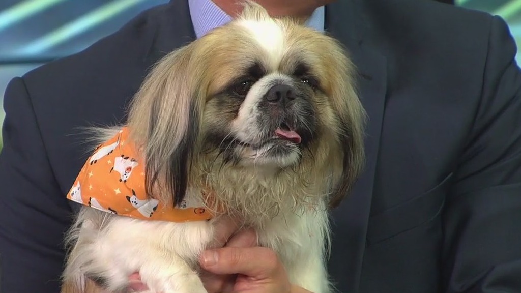 Meet Benji, our FOX 13 Pet of the Week