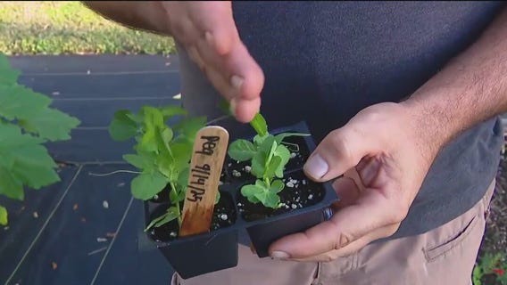 Minding your peas in the garden