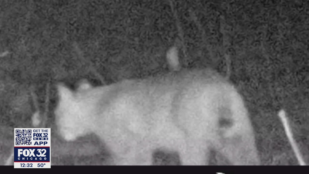 Bobcat captured on game camera in Will County nature preserve