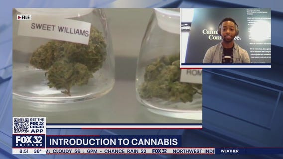 Illinois pot shops embrace rush of 4/20 business