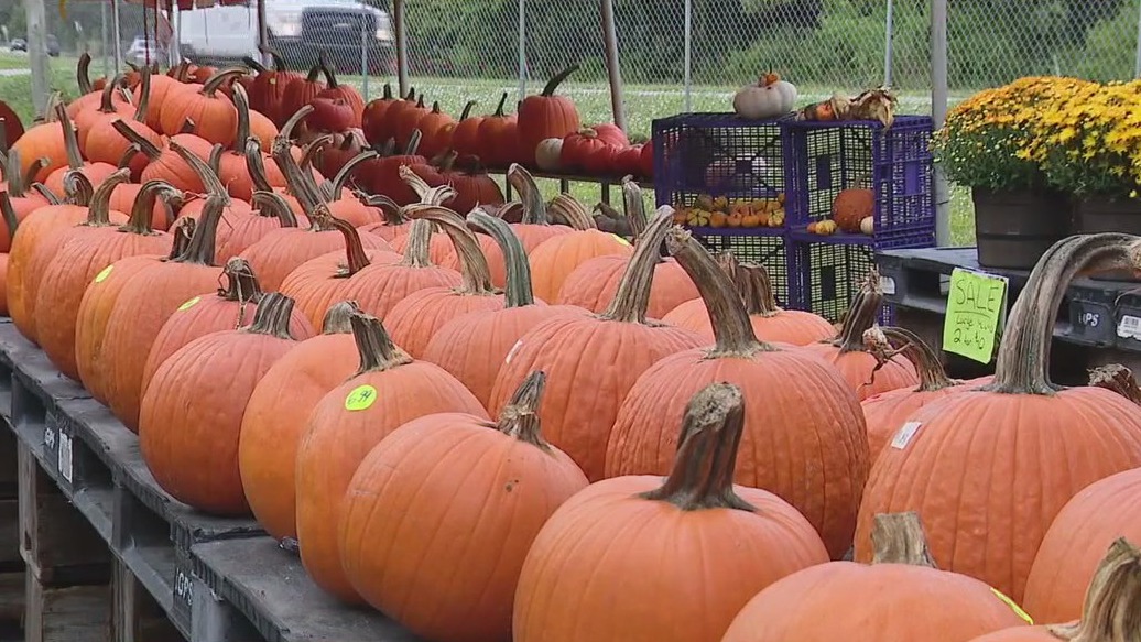 Bearss Groves unveils twin pumpkin display