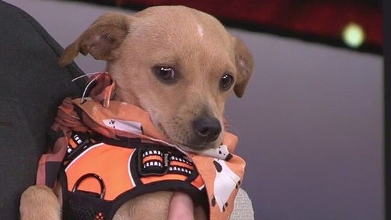 Meet Jake, our FOX 13 Pet of the Week