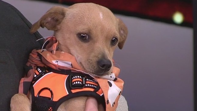 Meet Jake, our FOX 13 Pet of the Week