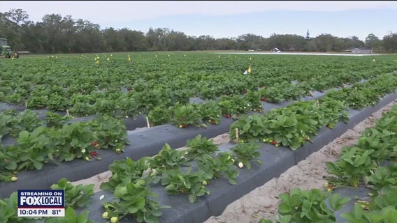 Farmers see fewer farmworker applications