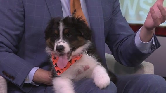 Meet Oreo, our FOX 13 Pet of the Week