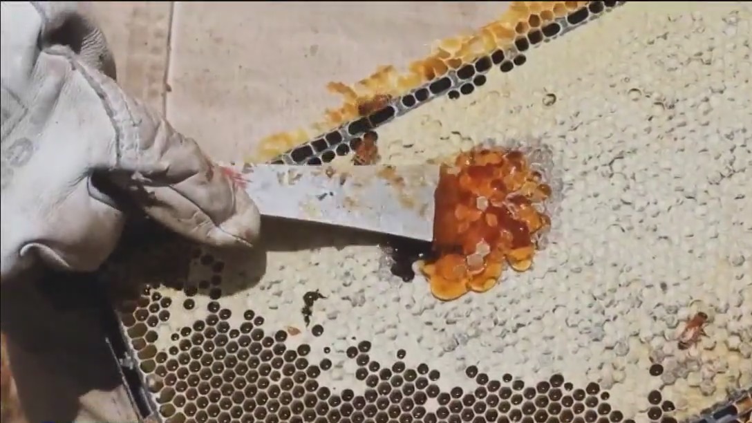 Countries of the Cup: New Zealand