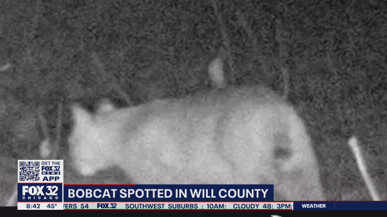 Bobcat sighting in Will County draws attention to elusive creatures