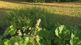 Protecting your garden from pests