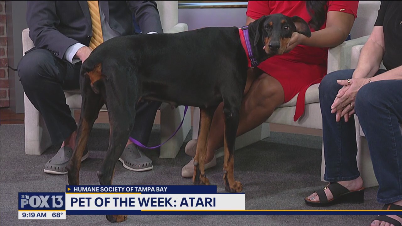 Meet Atari, our FOX 13 Pet of the Week