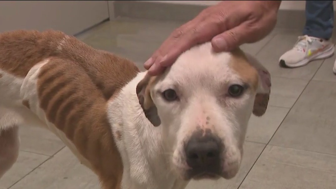 Abused dogs rescued in Brooklyn