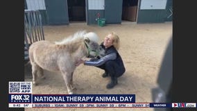 Barrington nonprofit provides animal therapy for those seeking comfort