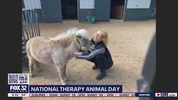 Barrington nonprofit provides animal therapy for those seeking comfort