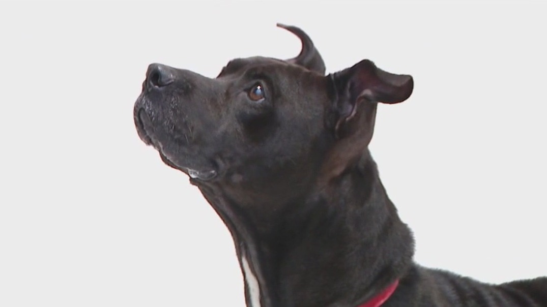 Photographer takes pictures for Pit bull Awareness Month