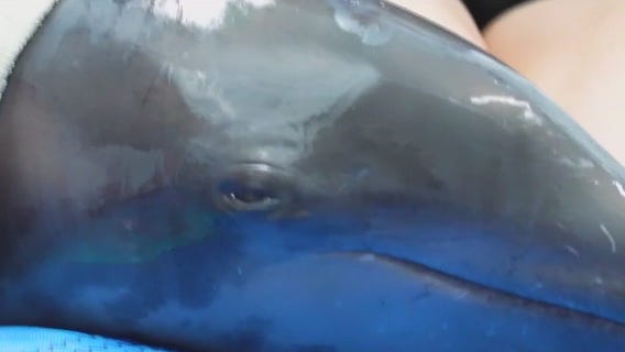 Study links toxic algae, dolphins and Alzheimer's