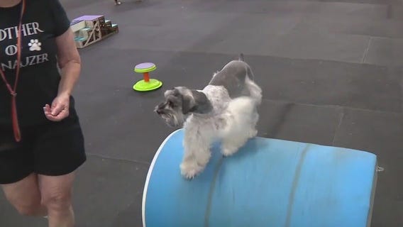 FOX 13's Is Fast and Furry in St. Pete for Charley's World